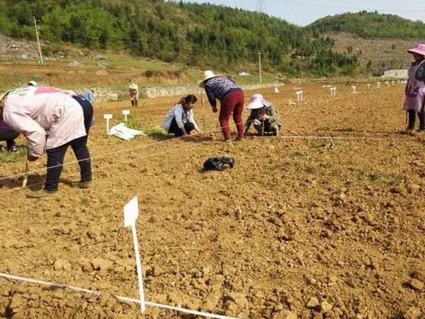 甜高粱種植技術(shù),什么時候播種比較好