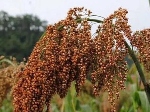 甜高粱簡(jiǎn)單的種植方法，如何播種