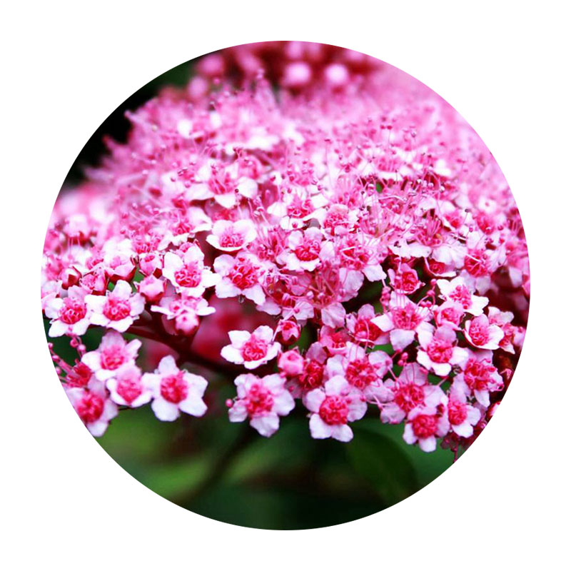 線繡菊