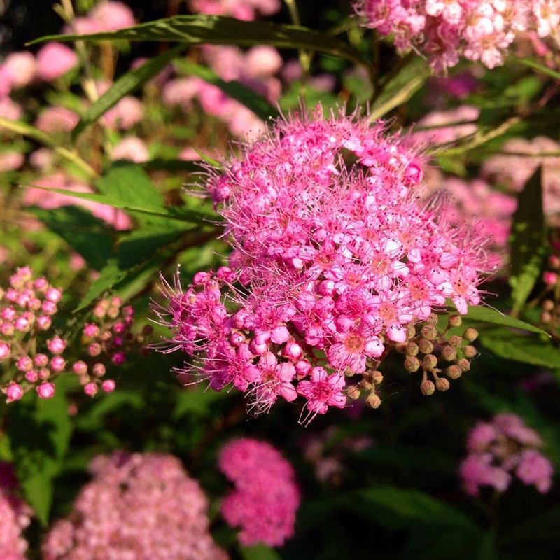 線繡菊