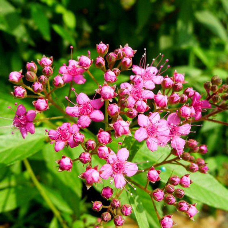 線繡菊