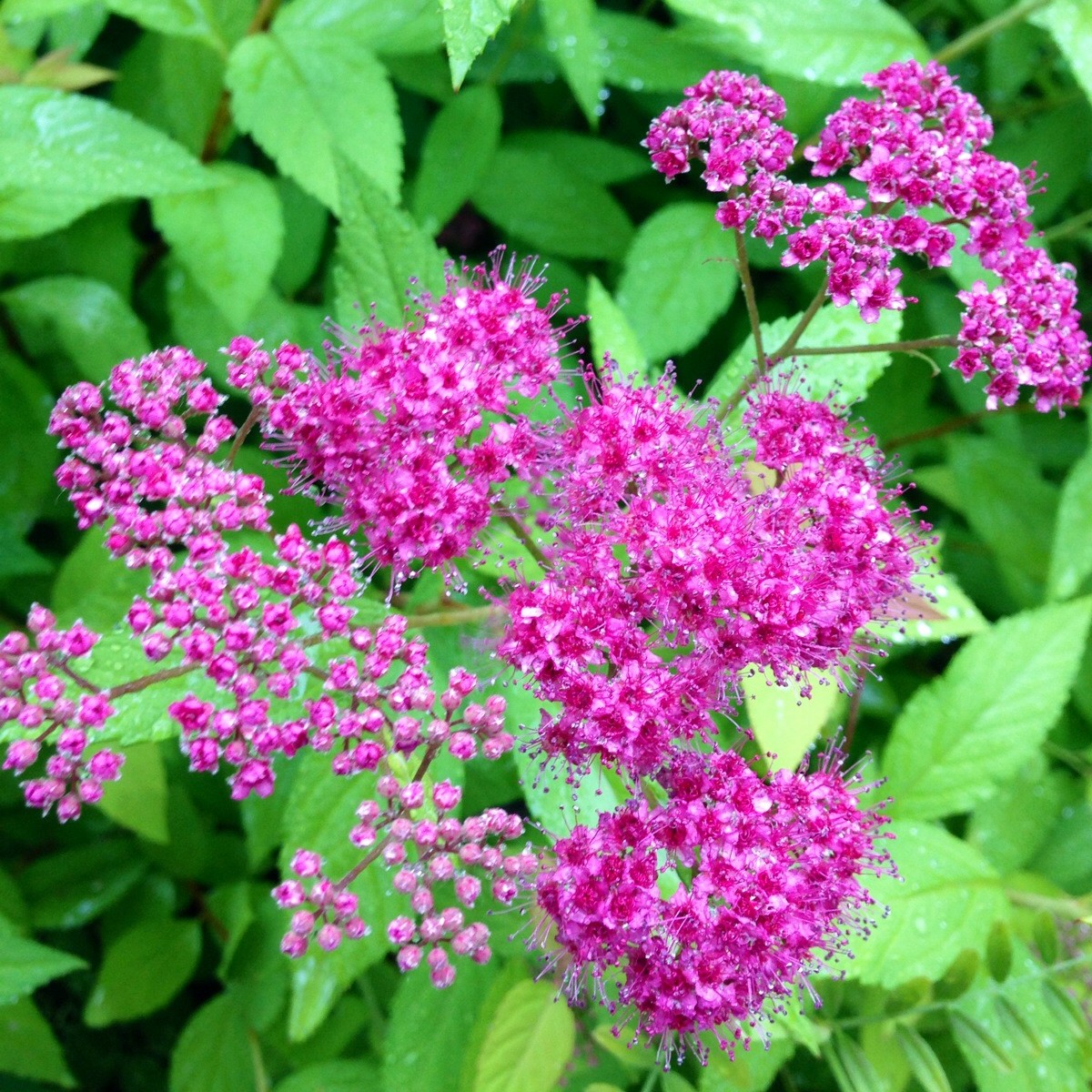 線繡菊