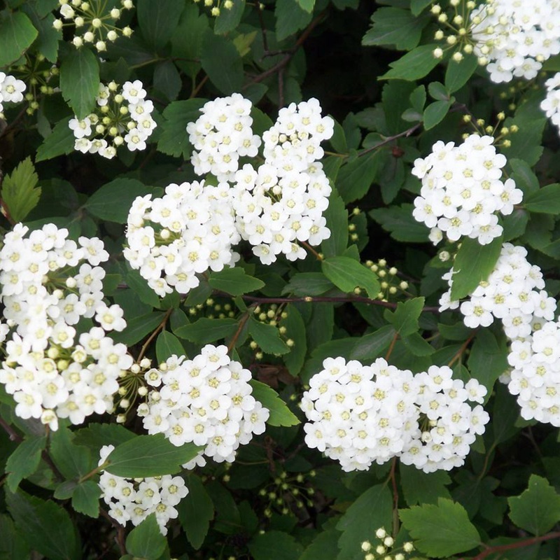 線繡菊