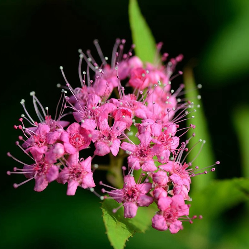 線繡菊