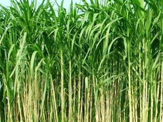 皇竹草養(yǎng)豬、喂雞可降低成本增加收入，栽培方法！