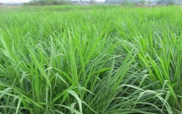種植皇竹草養(yǎng)牛，需要了解一些什么