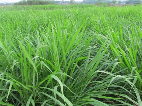 種植皇竹草牧草養(yǎng)牛，一畝地牧草可以養(yǎng)殖多少牛？
