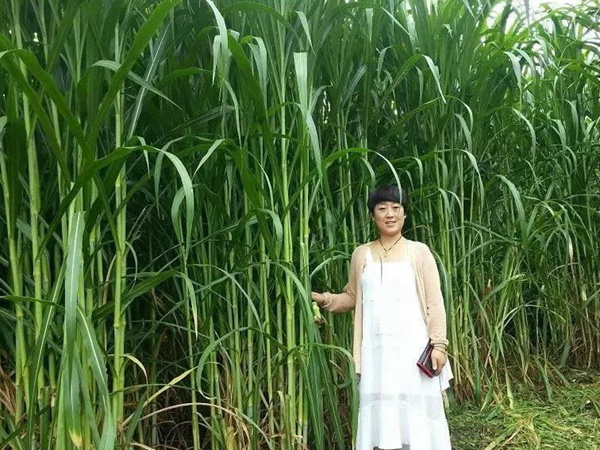種植皇竹草牧草養(yǎng)牛，一畝地牧草可以養(yǎng)殖多少牛？