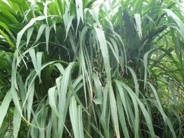 皇竹草種植經(jīng)濟(jì)效益是什么？有什么作用？