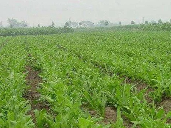 串葉松香草人工種植的時(shí)候怎么樣能高產(chǎn)？