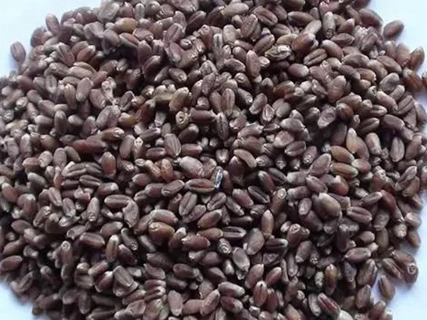 黑小麥牧草種子的經(jīng)濟價值與作用