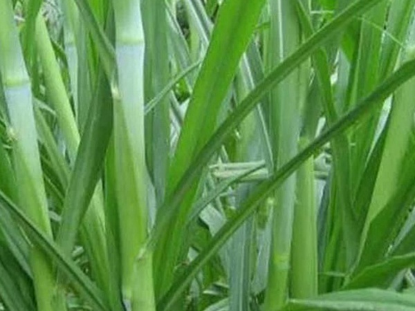 象草是一種高價(jià)值的飼料，種植栽培方法是什么