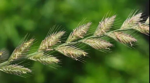 一年生黑麥草基本介紹，和多年生黑麥草有什么區(qū)別