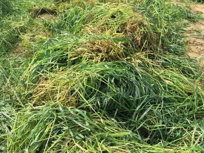綠肥-黑麥草牧草種子【一年生黑麥草、冬牧-70】