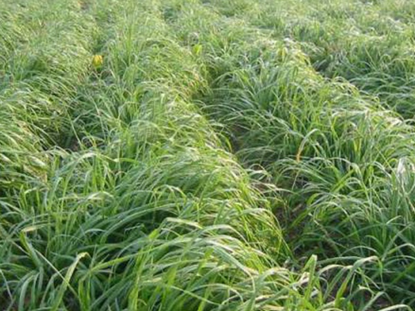 一年生黑麥草牧草種子適應(yīng)性強(qiáng)，易種植、產(chǎn)量高