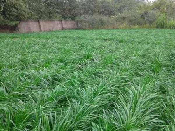 優(yōu)質牧草種子一年生黑麥草栽培技術與播種方法