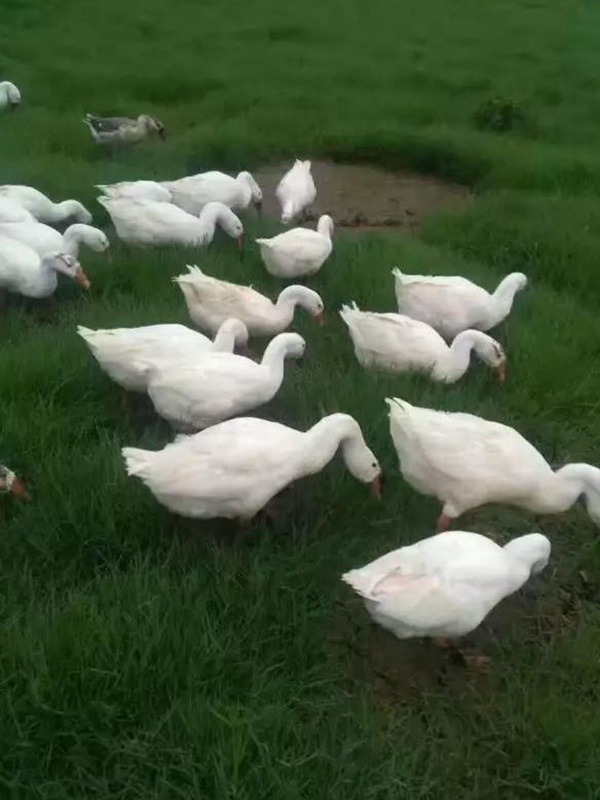 黑麥草什么時候種植比較好？如何種植黑麥草？