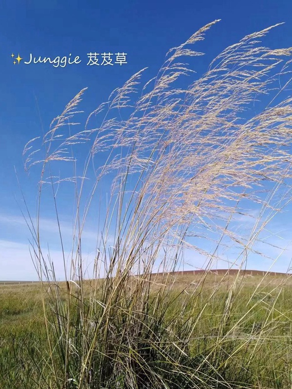 芨芨草飼用價(jià)值？——耐寒耐旱耐鹽堿