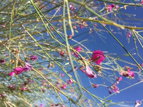 園林中發(fā)現(xiàn)美麗的你——花棒