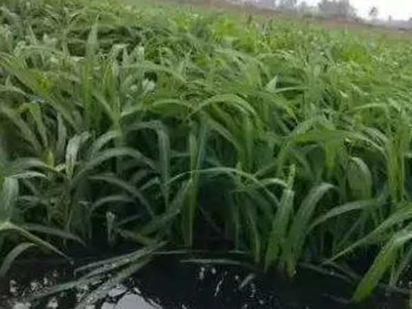 小米草優(yōu)勢——耐寒耐高溫，小米草最適宜的溫度