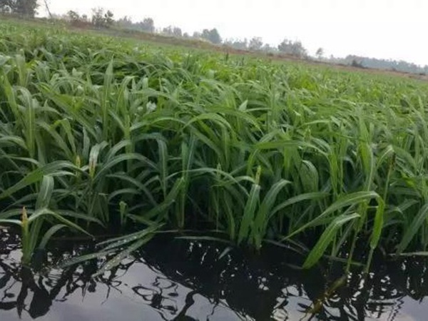 小米草怎么樣才能提高小龍蝦養(yǎng)殖效益？小米草種植怎么管理比較合適？