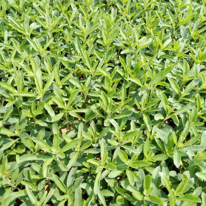 甜葉菊