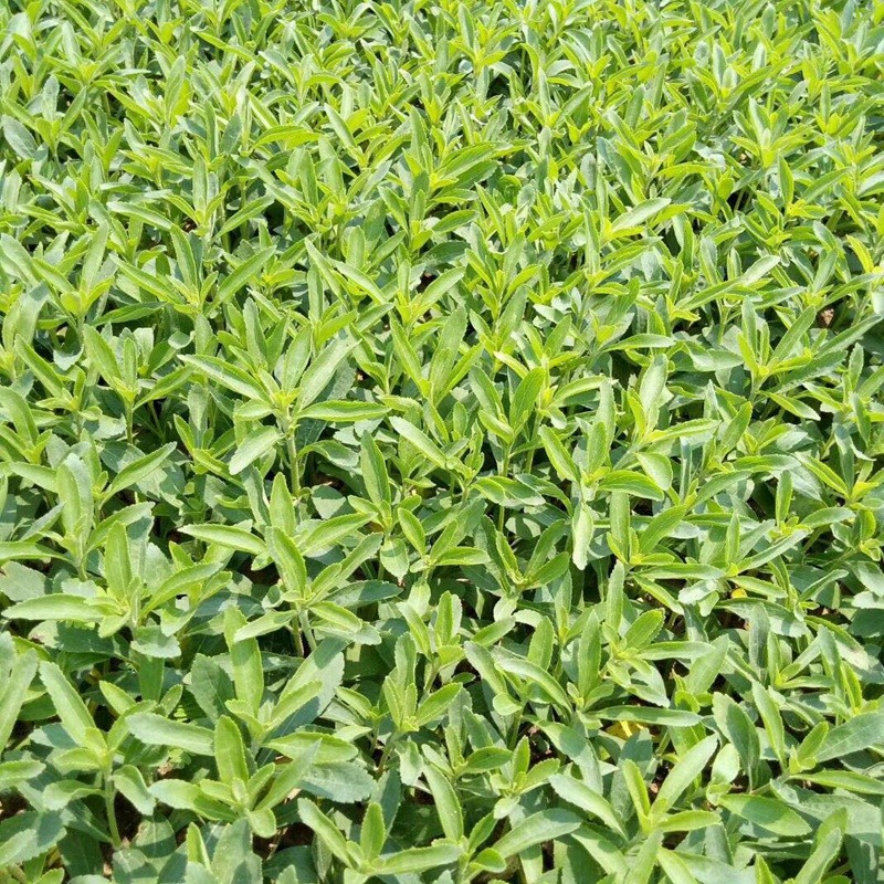 甜葉菊