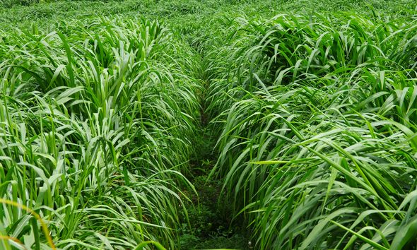 養(yǎng)牛最適合種植什么牧草比較好？種植方法是什么？