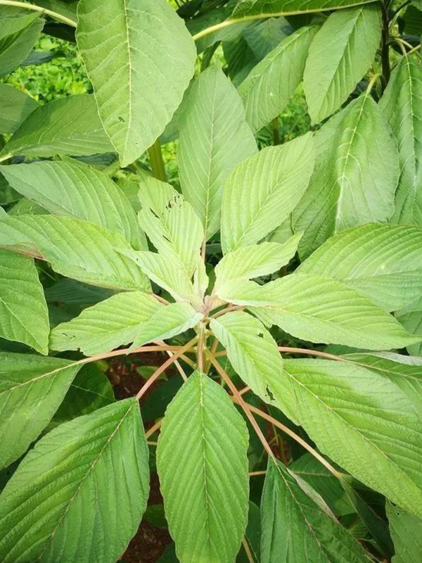 養(yǎng)豬用什么牧草種植比較好？