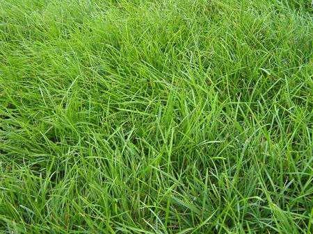 種植紫羊茅嗎？什么季節(jié)種植生長(zhǎng)速度快？