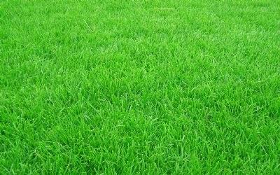 黑麥草的用途有什么？黑麥草種子用途有多少？