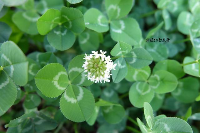 白三葉草，不但栽培，觀賞期長(zhǎng)，管理方法簡(jiǎn)單而且花繁葉茂
