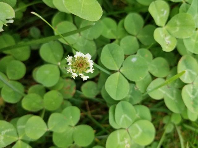 白三葉和紅花酢漿草識別技術(shù)要點有哪些