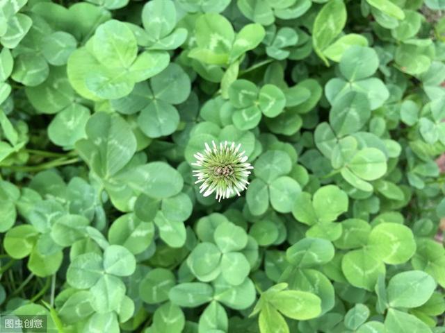 白三葉草優(yōu)點有哪些，觀賞性怎么樣