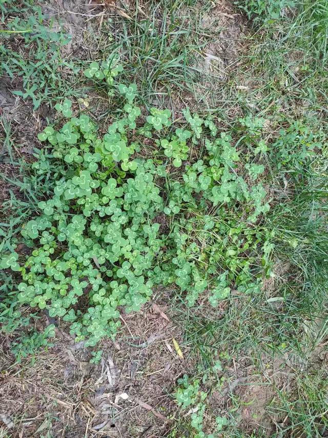怎么樣防除草坪中白花三葉草，有什么好的方法
