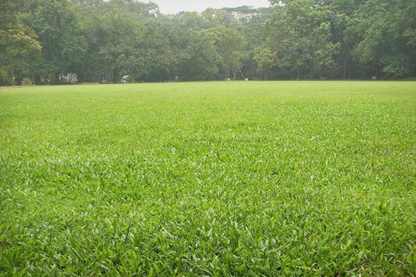 堿茅草
