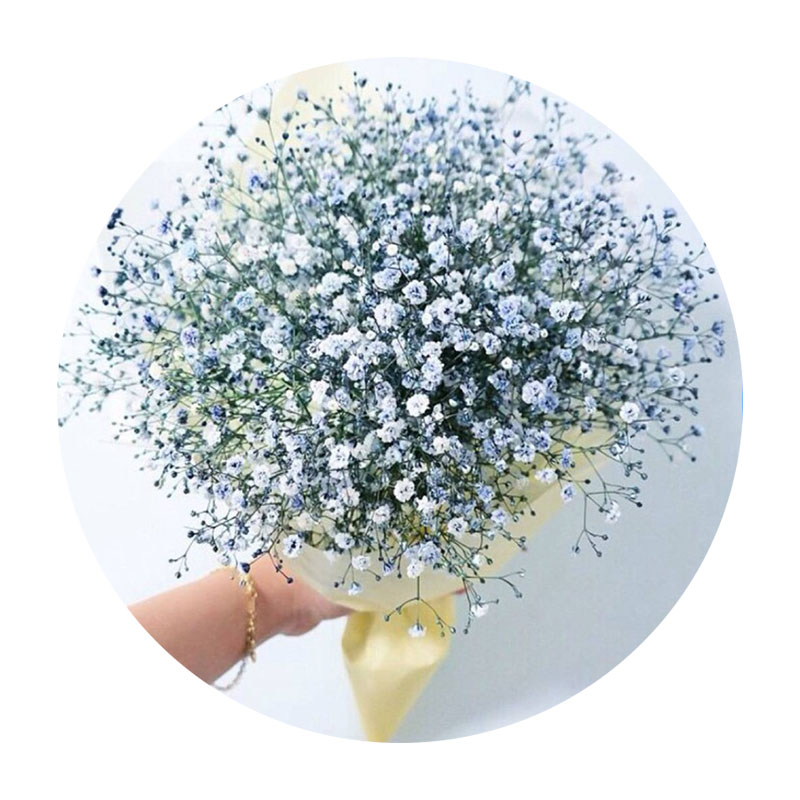 霞草