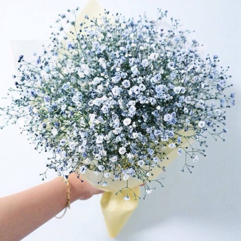 霞草
