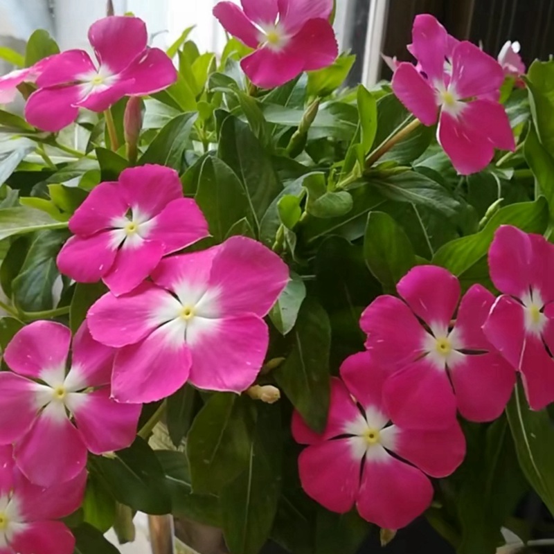 長(zhǎng)春花