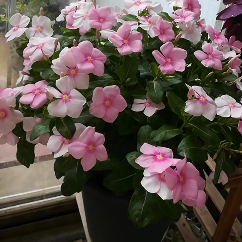 長(zhǎng)春花