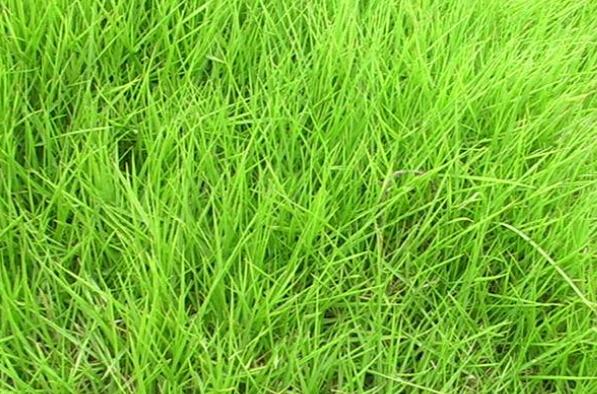 結(jié)縷草的功效與作用 結(jié)縷草的用途有哪些