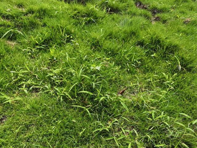 結(jié)縷草草坪雜草種植應(yīng)該注意什么，有哪些好的方法