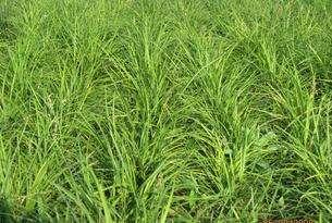 野牛草種植這幾個步驟一定要掌握好，種植就比較簡單