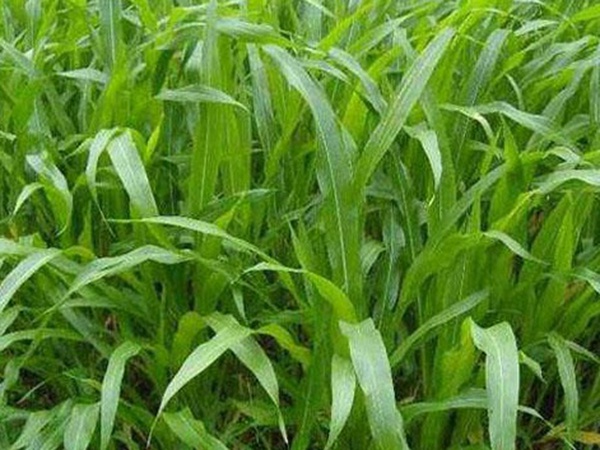墨西哥玉米草種子哪家公司有賣？育苗方法是什么？