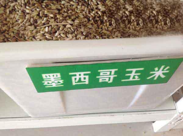 墨西哥玉米草種子種植技術(shù)，掌握好才能順利養(yǎng)殖