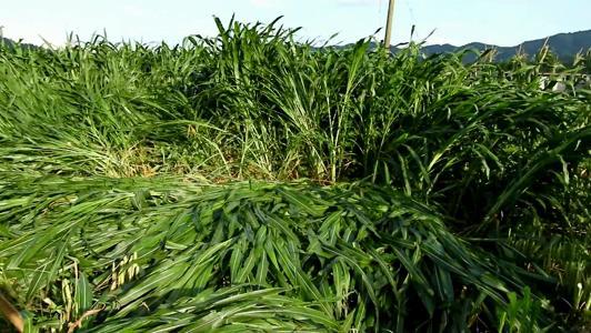 有一種草叫墨西哥玉米草，最適合農(nóng)村養(yǎng)殖戶種植