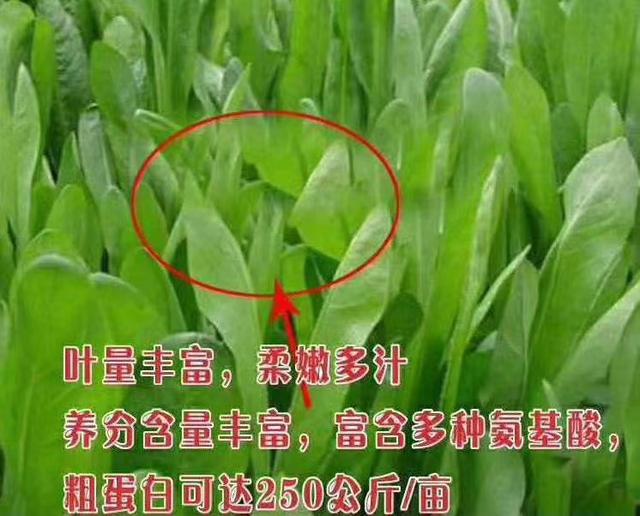牧草菊苣是多年生嗎？種植方法是什么？