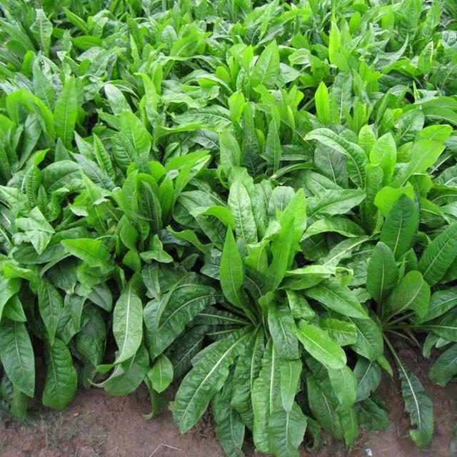 菊苣草可以養(yǎng)殖雞鴨鵝豬魚，是多年生的嗎