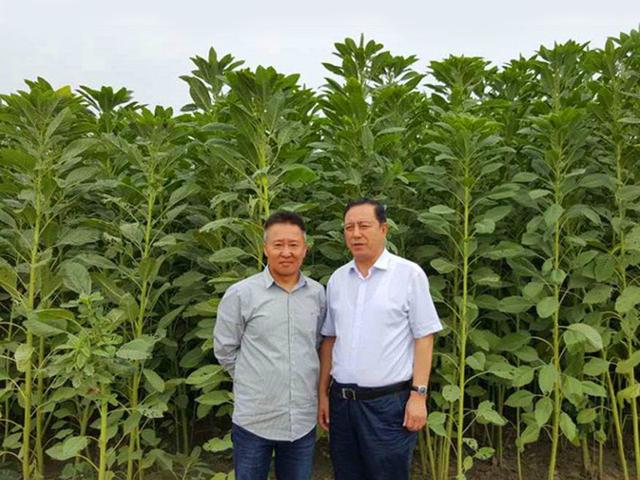 籽粒莧的飼用價(jià)值和種植方法管理技術(shù)