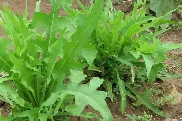 苦荬菜怎樣種植效果好？怎么種植可以高產(chǎn)量